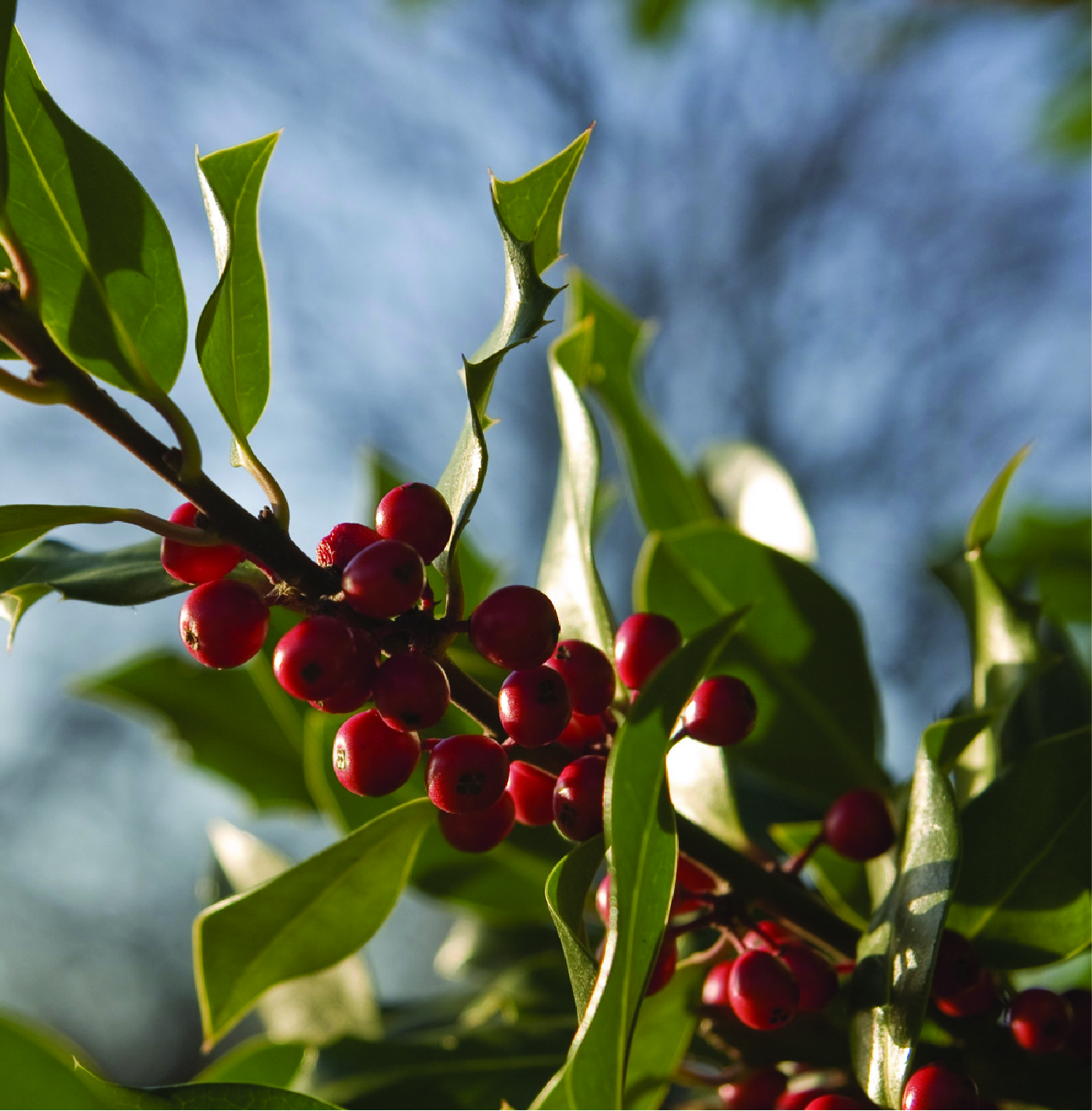 Natural Caffeine - natural extract ingredient